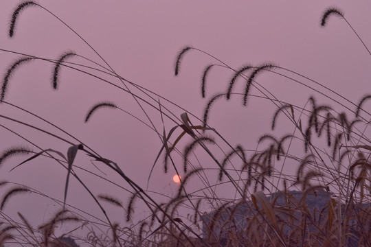 朝霞 野草