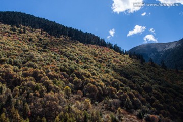 西藏风光 原始森林 绿色