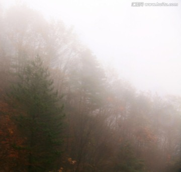 浓雾中的山坡树林