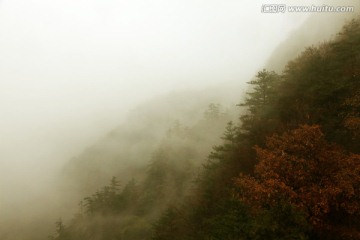 浓雾中的山坡树林