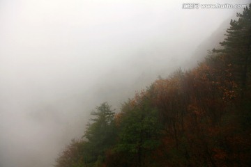 浓雾笼罩的山坡树林