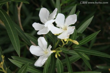 夹竹桃花