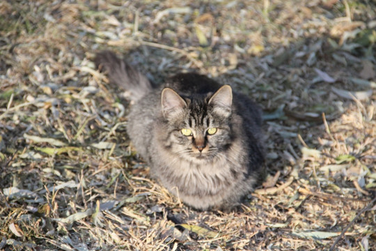 猫咪  卖萌猫咪  宠物猫