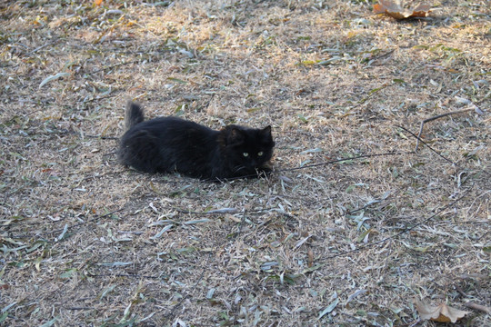 猫咪  卖萌猫咪  宠物猫