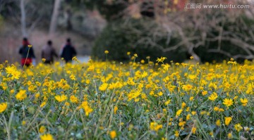 秋菊