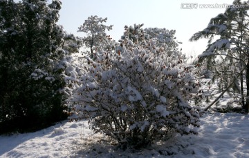 永定河森林公园雪景