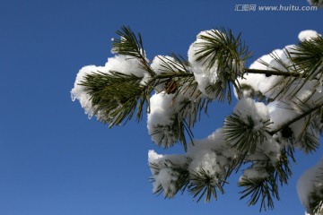 雪壓松枝