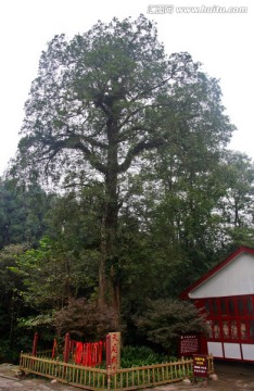 邛崃市天台山 天府树王