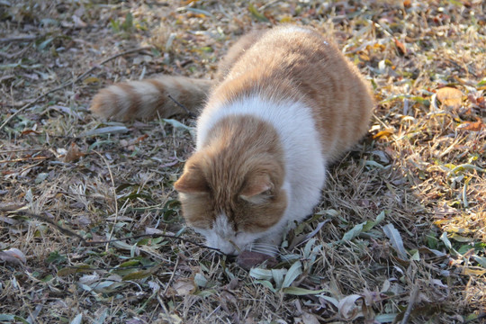 猫咪  卖萌猫咪  宠物猫