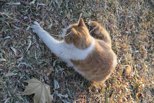 猫咪  卖萌猫咪  宠物猫