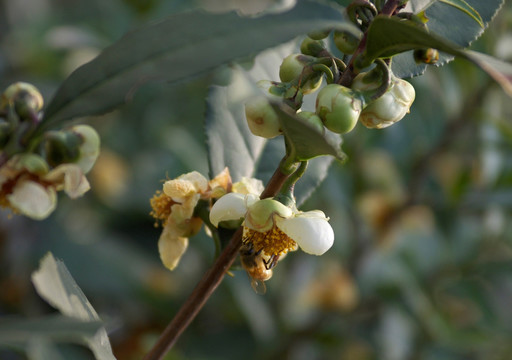 蜜蜂与茶叶树花