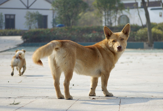 村庄狗狗