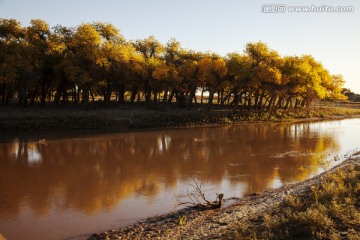 胡杨林 额济纳（高清全画幅）