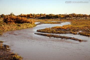 胡杨林 额济纳（高清全画幅）