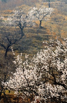 山坡上的梨花树