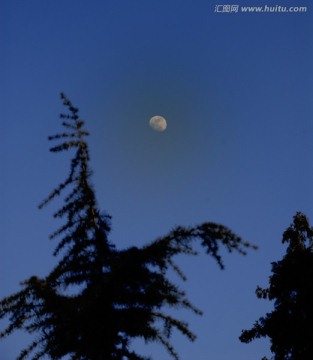 月亮与大树
