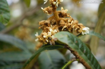 枇杷花