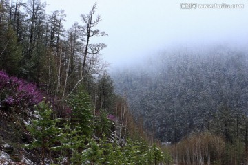 原始森林里的杜鹃花