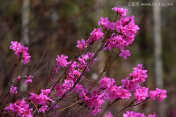 杜鹃花