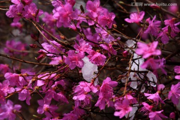 五月杜鹃花盛开