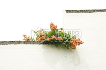 白墙和花
