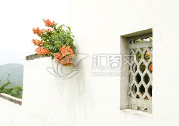 白墙和花