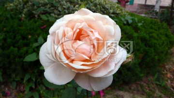 月季花
