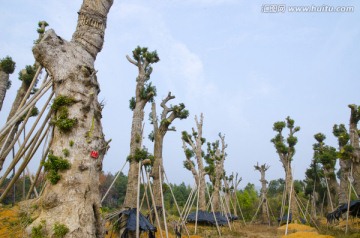 苗圃 大树移植 樟树