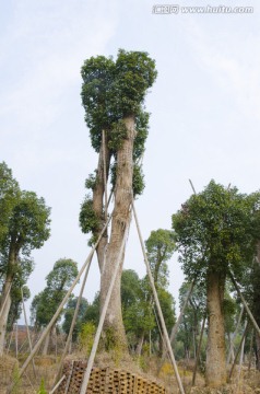 苗圃 大树移植 樟树