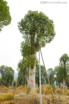 苗圃 大树移植 樟树