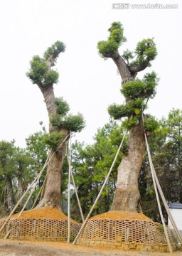 苗圃 大樹移植 樟樹