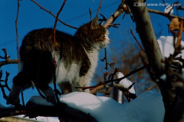 动物宠物 小猫咪咪 小猫戏雪