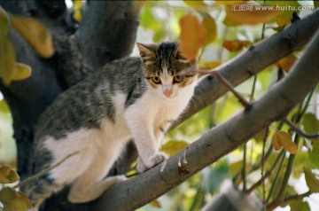 动物宠物 小猫咪咪 小猫上树