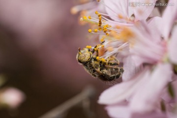 桃花与果蝇