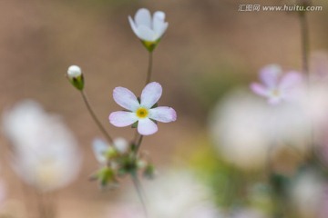 点地梅