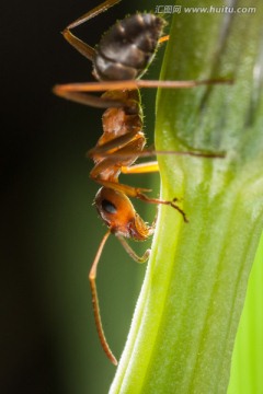 一只黑蚂蚁 复眼