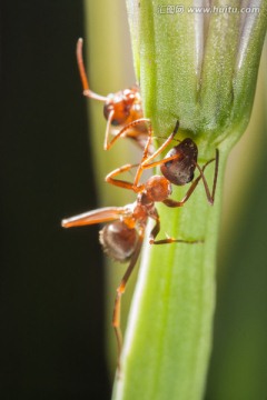 两只小蚂蚁