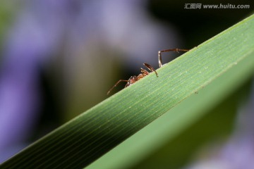 小蚂蚁