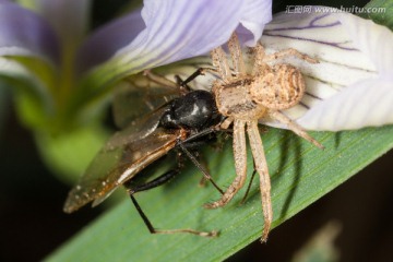 蜘蛛捕食