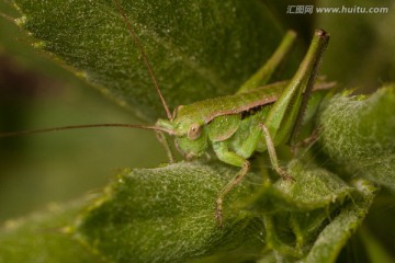 蚂蚱 蝗虫