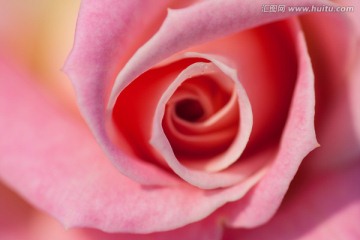 玫瑰花 粉红色