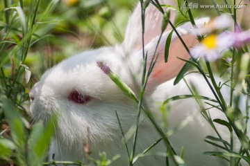 小白兔 特写