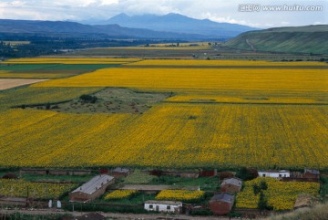 金色大地 库尔德宁 金色的原野