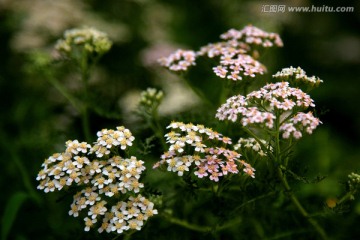 小花