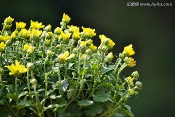 小黄菊