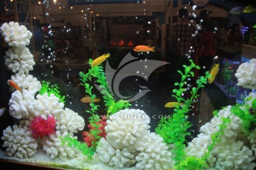 鱼缸造景 白珊瑚