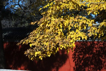 大觉寺的银杏树