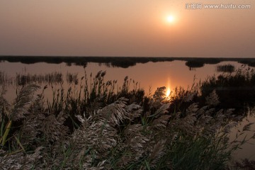 湿地日落 池塘 波光粼粼 芦花