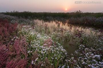 湿地繁花