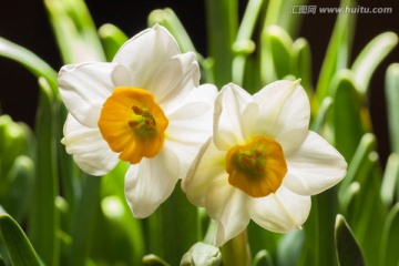 水仙花